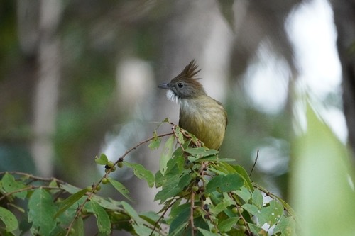 นกปรอดโอ่งเมืองเหนือ · Puff-throated Bulbul · Alophoixus pallidus
