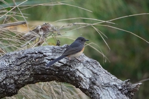 นกกางเขนดง · White-rumped Shama · Copsychus malabaricus