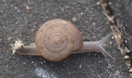 หอยทากสยาม · Siamese Common Snail · Sarika siamensis