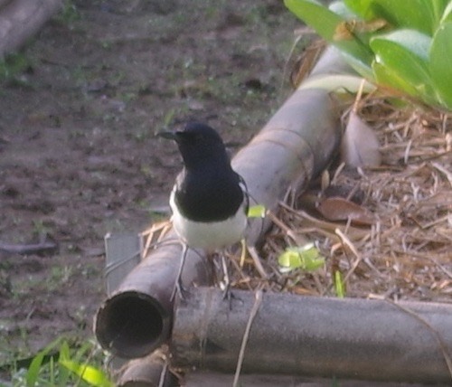 นกกางเขนบ้าน · Oriental Magpie-Robin · Copsychus saularis