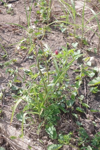 ถั่วผี · Phasey Bean · Macroptilium lathyroides