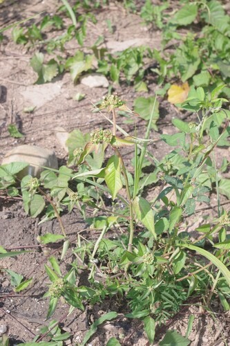 หญ้ายาง · painted spurge · Euphorbia heterophylla
