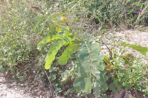 ชุมเห็ดเทศ · Candelabra Bush · Senna alata