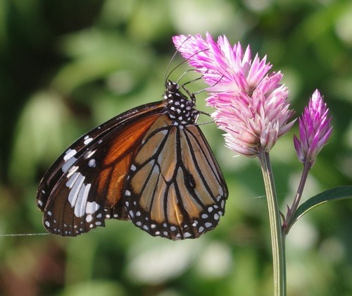 ผีเสื้อหนอนข้าวสารลายเสือ · Common Tiger Butterfly · Danaus genutia