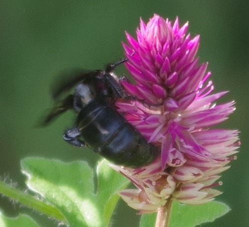 Campsomeriella collaris