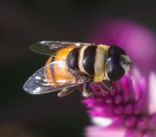 Phytomia argyrocephala