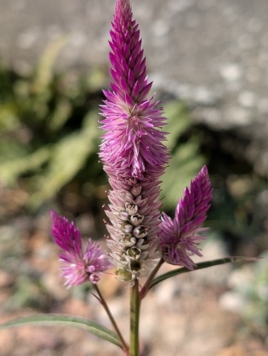 หงอนไก่ · Quail Grass · Celosia argentea