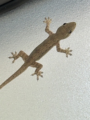 จิ้งจกบ้านหางแบน · Flat-tailed House Gecko · Hemidactylus platyurus