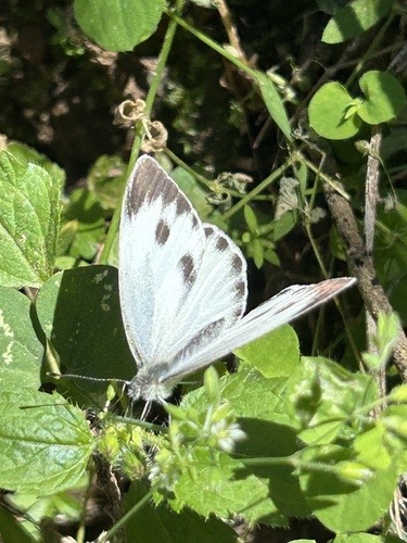 ผีเสื้อหนอนกะหล่ำอินเดีย · Indian Cabbage White · Pieris canidia