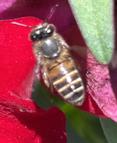 ผึ้งโพรง · Asian Honey Bee · Apis cerana