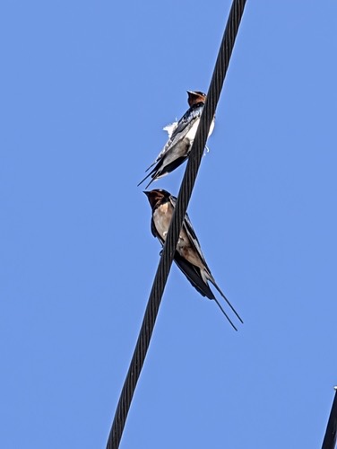นกนางแอ่นบ้าน · Barn Swallow · Hirundo rustica