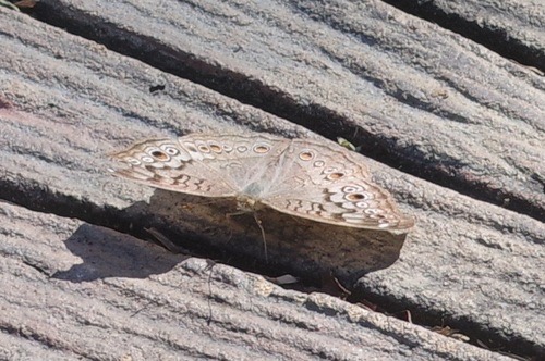ผีเสื้อแพนซีเทา · Grey Pansy · Junonia atlites