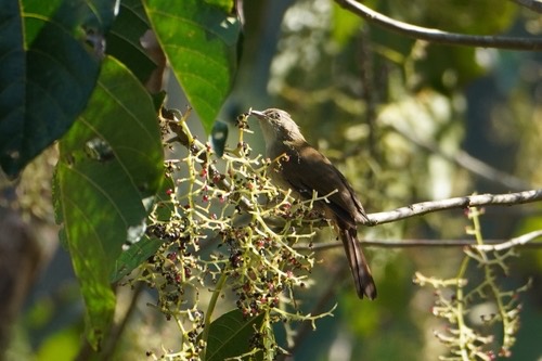 นกปรอดเล็กตาขาว · Grey-eyed Bulbul · Iole propinqua