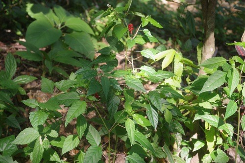 พริกฝรั่ง · pigeonberry · Rivina humilis