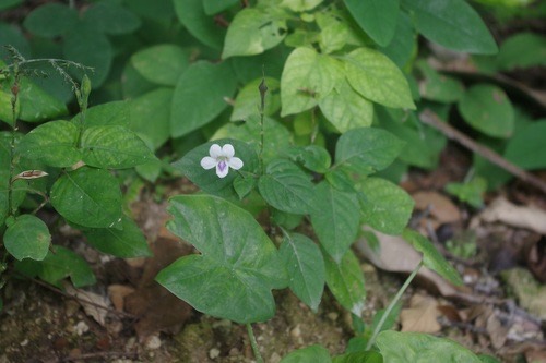 หญ้าใบพริก · African Coromandel · Asystasia intrusa
