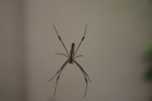 แมงมุมใยทองท้องขนาน · Giant Golden Orbweaver · Nephila pilipes