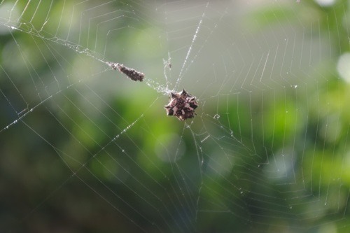 แมงมุมหลังหนามสั้นดําขาว · Black-and-white Spiny Spider · Gasteracantha kuhli
