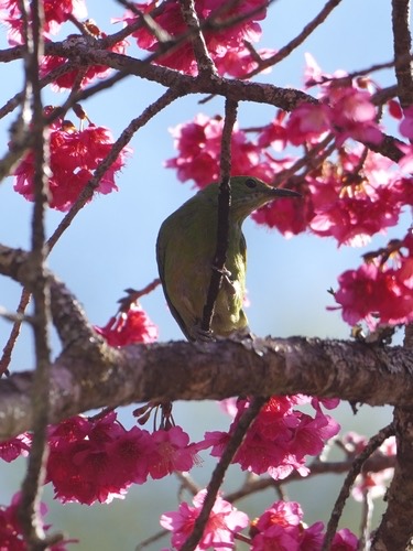 นกเขียวก้านตองท้องสีส้ม · Orange-bellied Leafbird · Chloropsis hardwickii