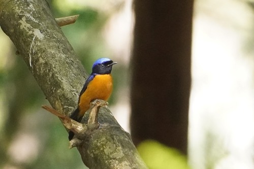 นกนิลตวาท้องสีส้มคอดำ · Rufous-bellied Niltava · Niltava sundara