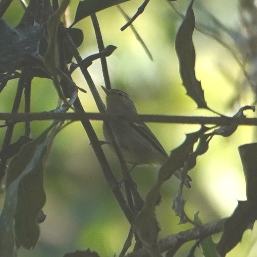 นกกระจิ๊ดธรรมดา · Yellow-browed Warbler · Phylloscopus inornatus