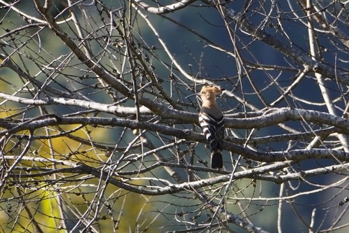 นกกะรางหัวขวาน · Common Hoopoe · Upupa epops
