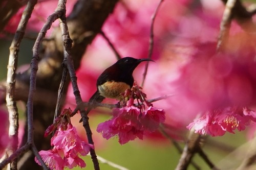 นกกินปลีหางยาวคอดำ · Black-throated Sunbird · Aethopyga saturata