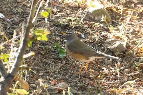 นกเดินดงสีคล้ำ · Eyebrowed Thrush · Turdus obscurus