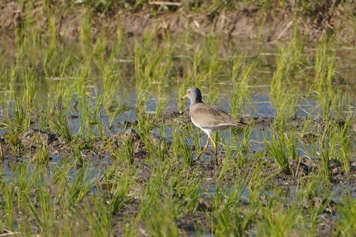 นกกระแตหัวเทา · Grey-headed Lapwing · Vanellus cinereus