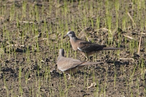 นกเขาใหญ่ · Spotted Dove · Spilopelia chinensis