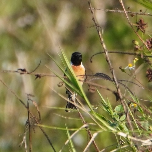 นกยอดหญ้าหัวดำ · Amur Stonechat · Saxicola stejnegeri