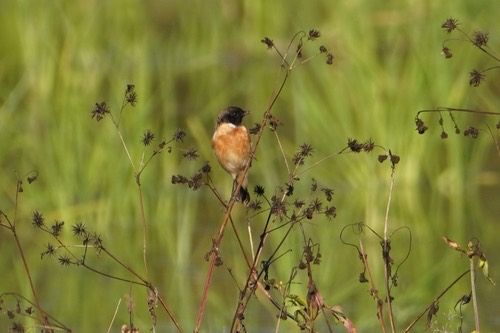 นกยอดหญ้าหัวดำ · Amur Stonechat · Saxicola stejnegeri