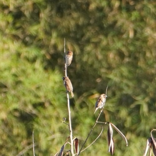 นกกระติ๊ดขี้หมู · Scaly-breasted Munia · Lonchura punctulata