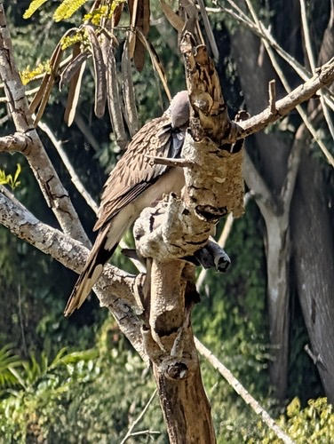 นกเขาใหญ่ · Spotted Dove · Spilopelia chinensis