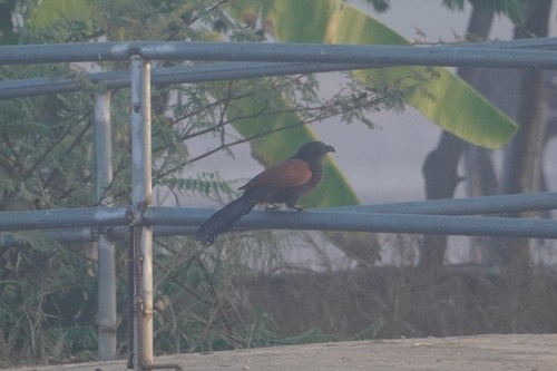 นกกระปูดใหญ่ · Greater Coucal · Centropus sinensis