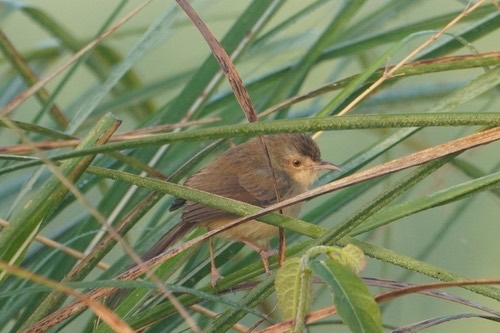 นกกระจิบหญ้าสีเรียบ · Plain Prinia · Prinia inornata