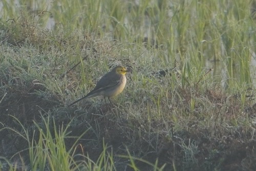 นกเด้าลมหัวเหลือง · Citrine Wagtail · Motacilla citreola