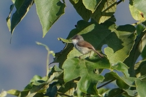 นกกระจิบหญ้าอกเทา · Gray-breasted Prinia · Prinia hodgsonii