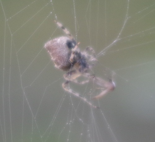 แมงมุมใยกลมท้องแหลม · Laglaise's Garden Spider · Eriovixia laglaizei