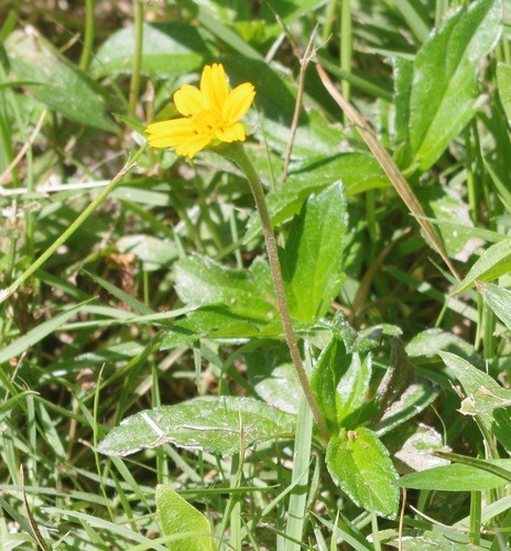 กระดุมทองเลื้อย · Trailing Daisy · Sphagneticola trilobata