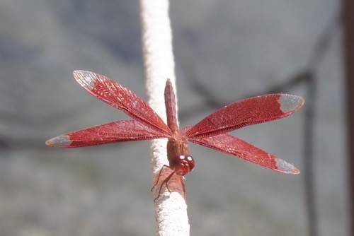 แมลงปอบ้านใหม่กลม · Russet Percher · Neurothemis fulvia