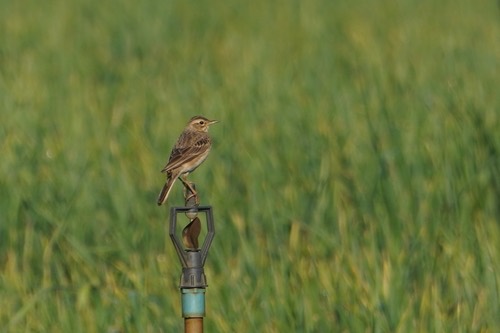 นกเด้าดินทุ่งเล็ก · Paddyfield Pipit · Anthus rufulus