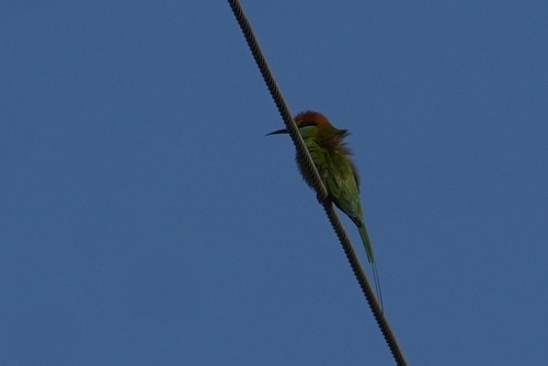 นกจาบคาเล็ก · Asian Green Bee-eater · Merops orientalis
