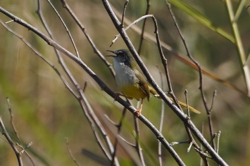 นกกระจิบหญ้าท้องเหลือง · Yellow-bellied Prinia · Prinia flaviventris