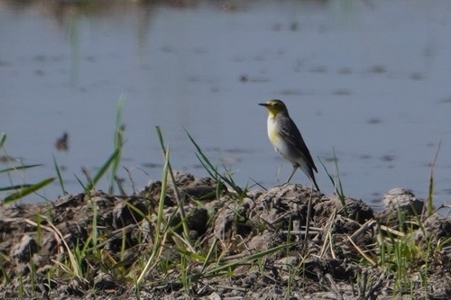 นกเด้าลมหัวเหลือง · Citrine Wagtail · Motacilla citreola