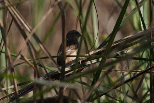 นกยอดหญ้าหัวดำ · Amur Stonechat · Saxicola stejnegeri