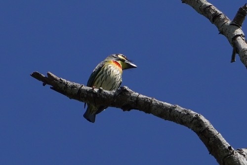 นกตีทอง · Coppersmith Barbet · Psilopogon haemacephalus
