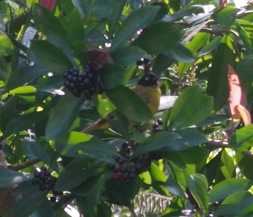 นกปรอดเหลืองหัวจุก · Black-crested Bulbul · Rubigula flaviventris