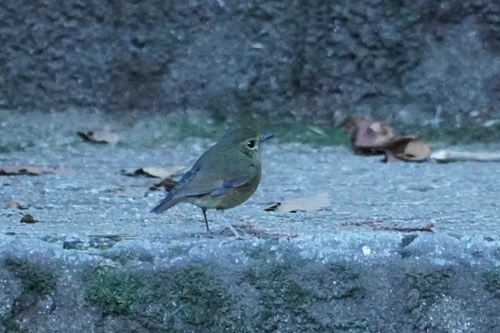 นกจับแมลงหน้าผากขาว · Snowy-browed Flycatcher · Ficedula hyperythra