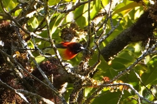 นกกินปลีหางยาวคอสีฟ้า · Mrs. Gould's Sunbird · Aethopyga gouldiae