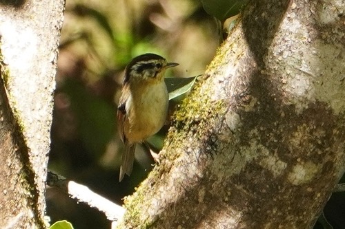 นกมุ่นรกหัวน้ำตาลแดง · Rufous-winged Fulvetta · Schoeniparus castaneceps